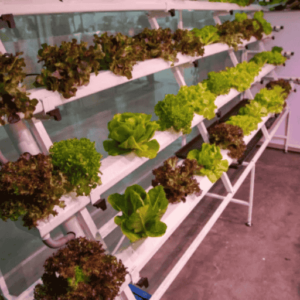 Hydroponic Fodder System, 2 mm