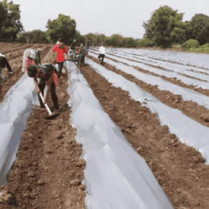 Silver Black Vedant Mulching Paper, For Farming, 1m Mtr